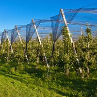 Obstbau