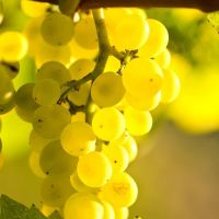 Müller-Thurgau