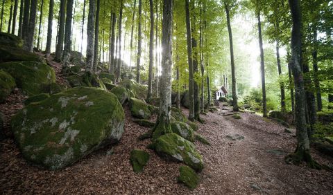 willkommen-imweinschwarzwald