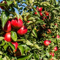 Apfel