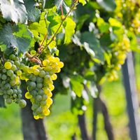 Riesling