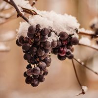 Eisweinlese