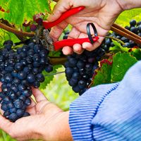 Weinlese