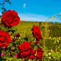 Die Rose