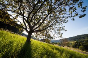 Obstbaum am Rande des Schwarzwalds